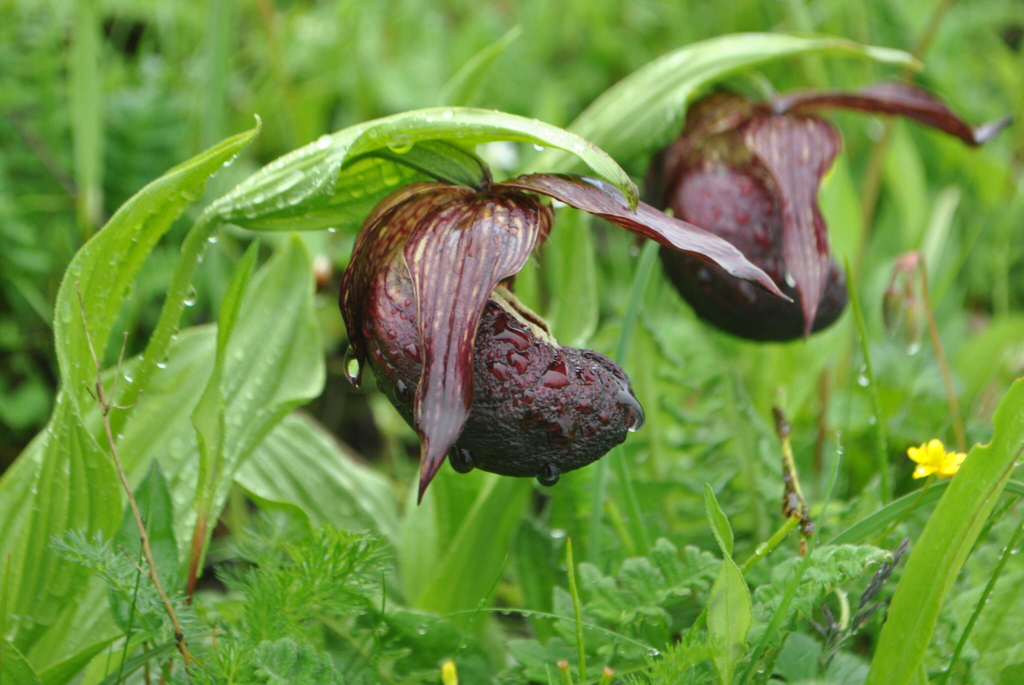 Image of Tibetian Cypripedium