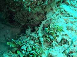 Image of Dusky Pipefish