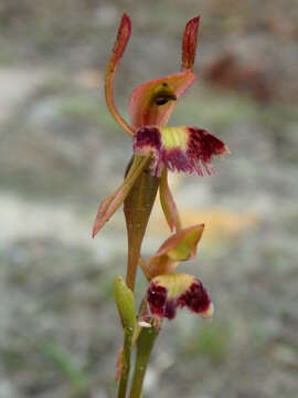 Image of Leporella fimbriata (Lindl.) A. S. George