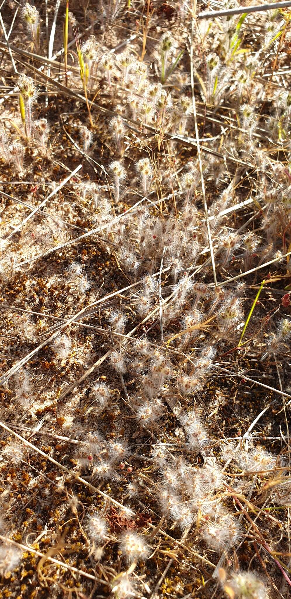 Image of Plantago bellardii All.