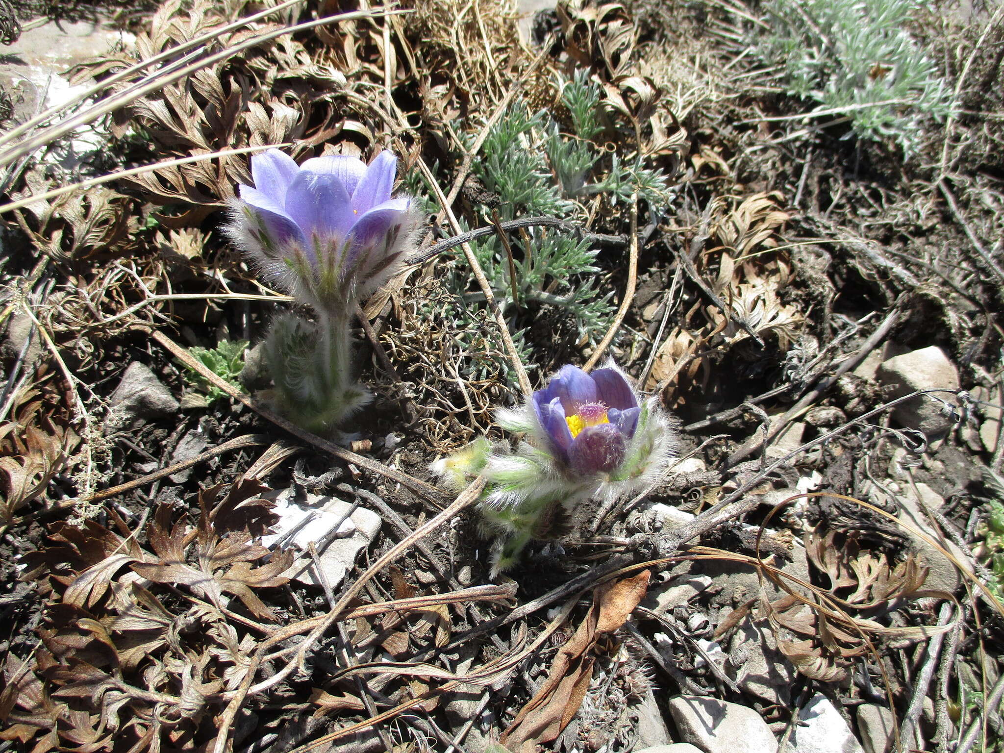 Imagem de Pulsatilla turczaninovii Krylov & Serg.