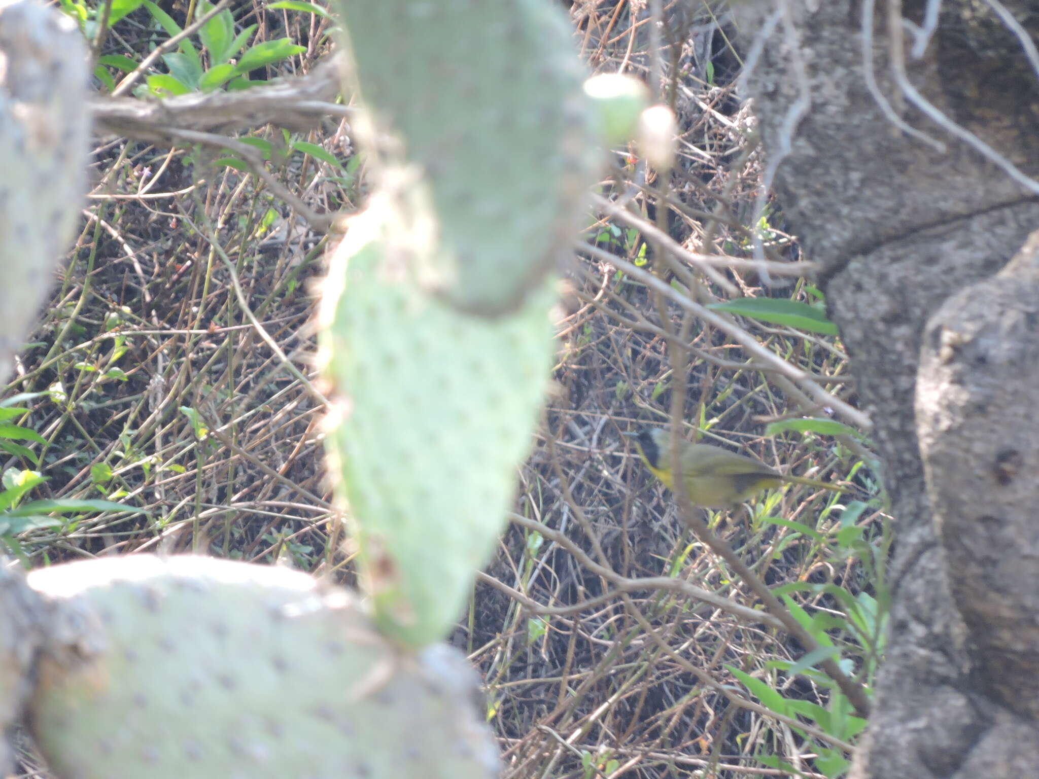 Image of Hooded Yellowthroat