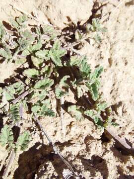 Image of Nepeta discolor Royle ex Benth.