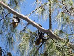 Image of Greater Mascarene Flying Fox