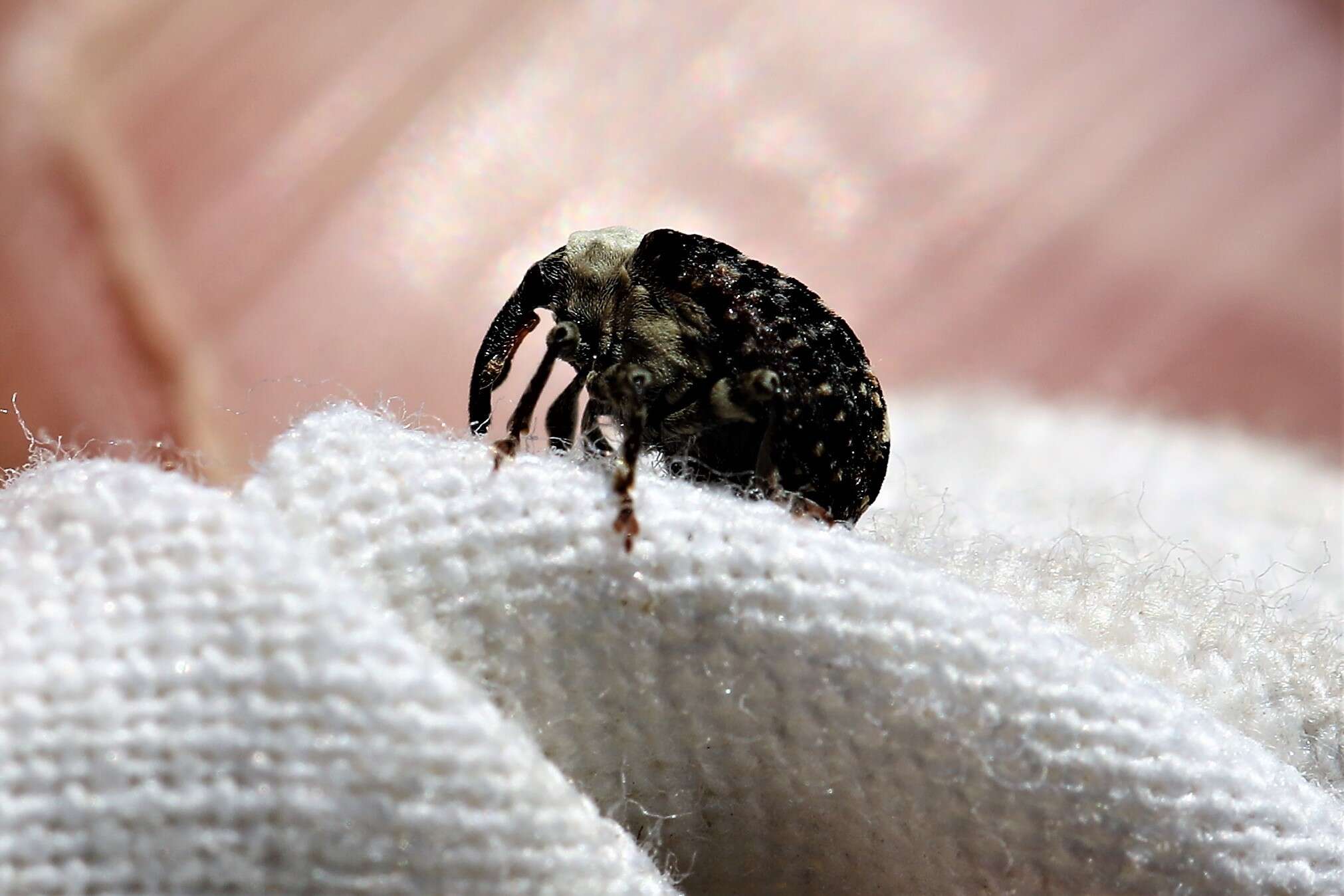 Image of Figwort weevil