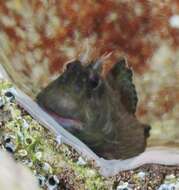 Image of Blenny