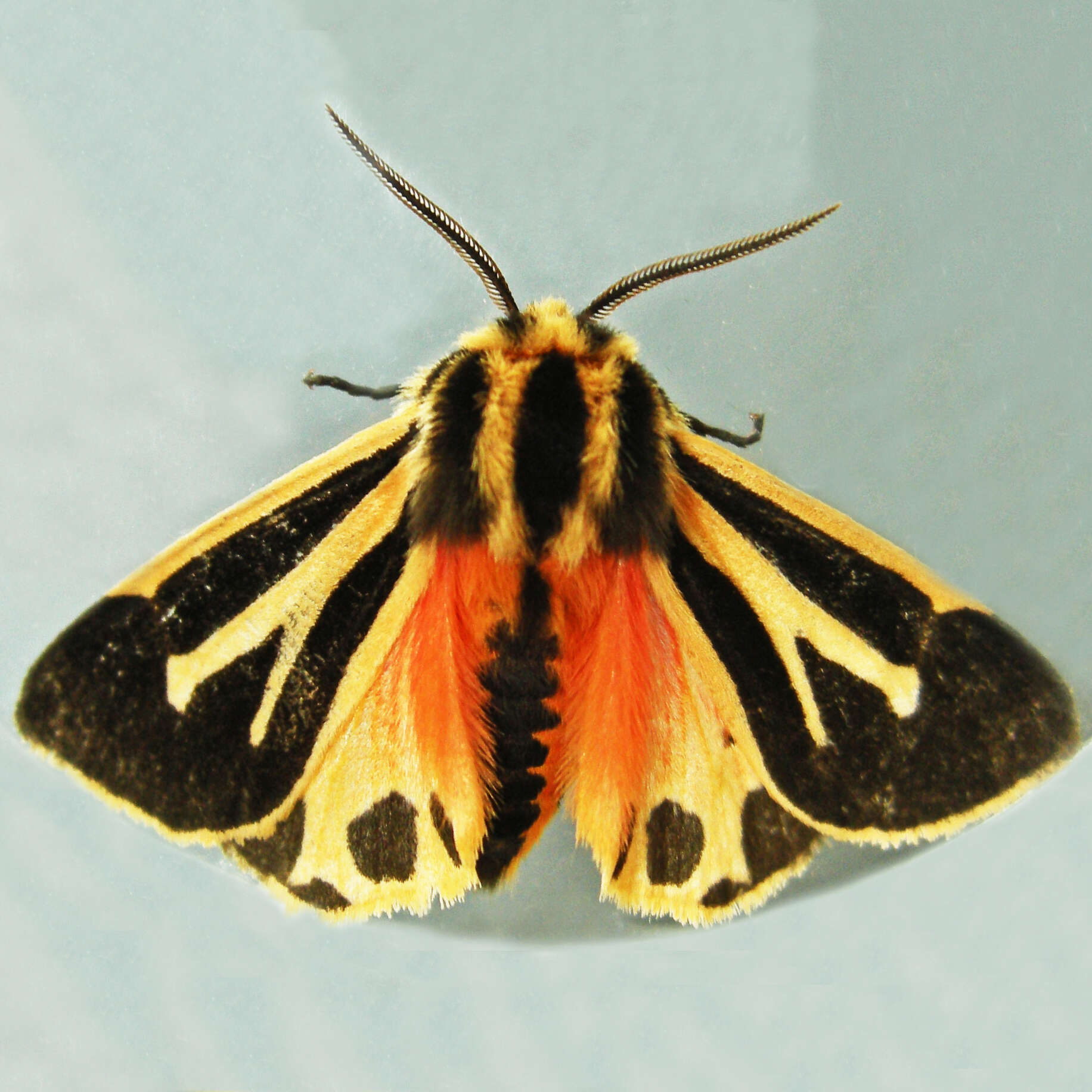 Image of Harnessed Tiger Moth