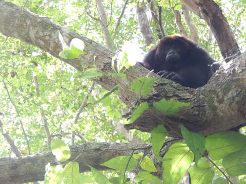 Image of Black Howling Monkey