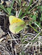 Image of Colias vauthierii Guérin-Méneville (1830)