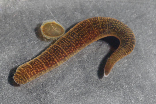 Image of <i>Erpobdella octoculata</i> (Linnaeus 1758)