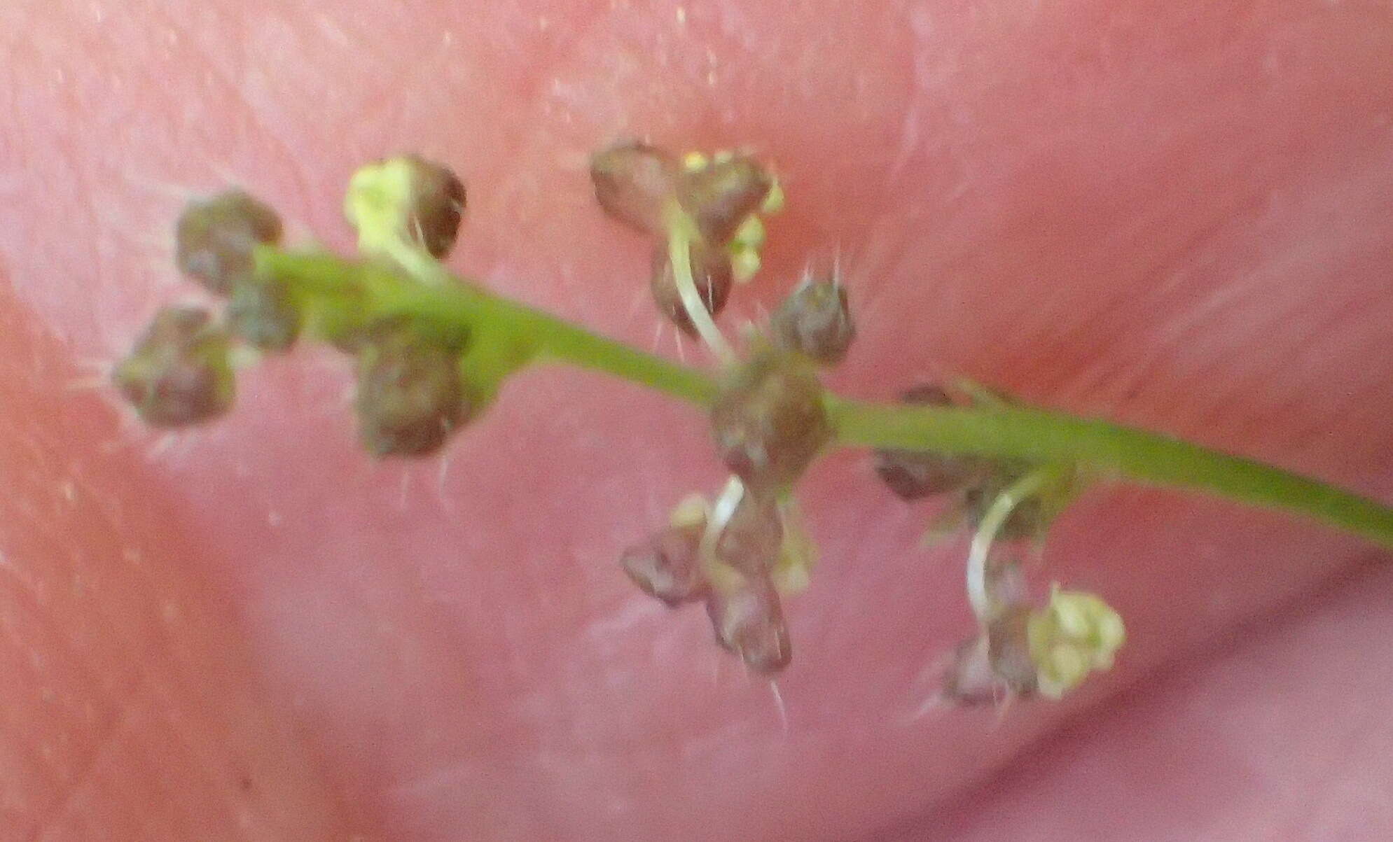 Image of Leidesia procumbens (L.) Prain