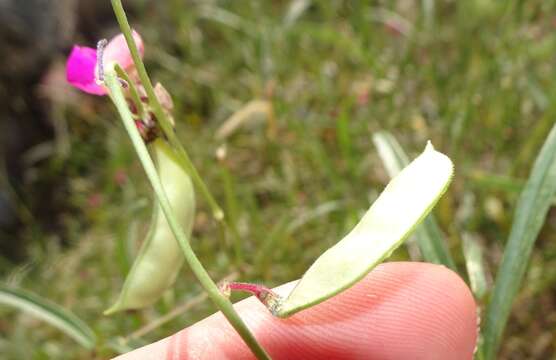 Plancia ëd Phaseolus acutifolius A. Gray