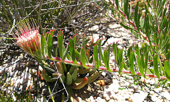 Image of Leucospermum saxatile (Salisb. ex Knight) Rourke