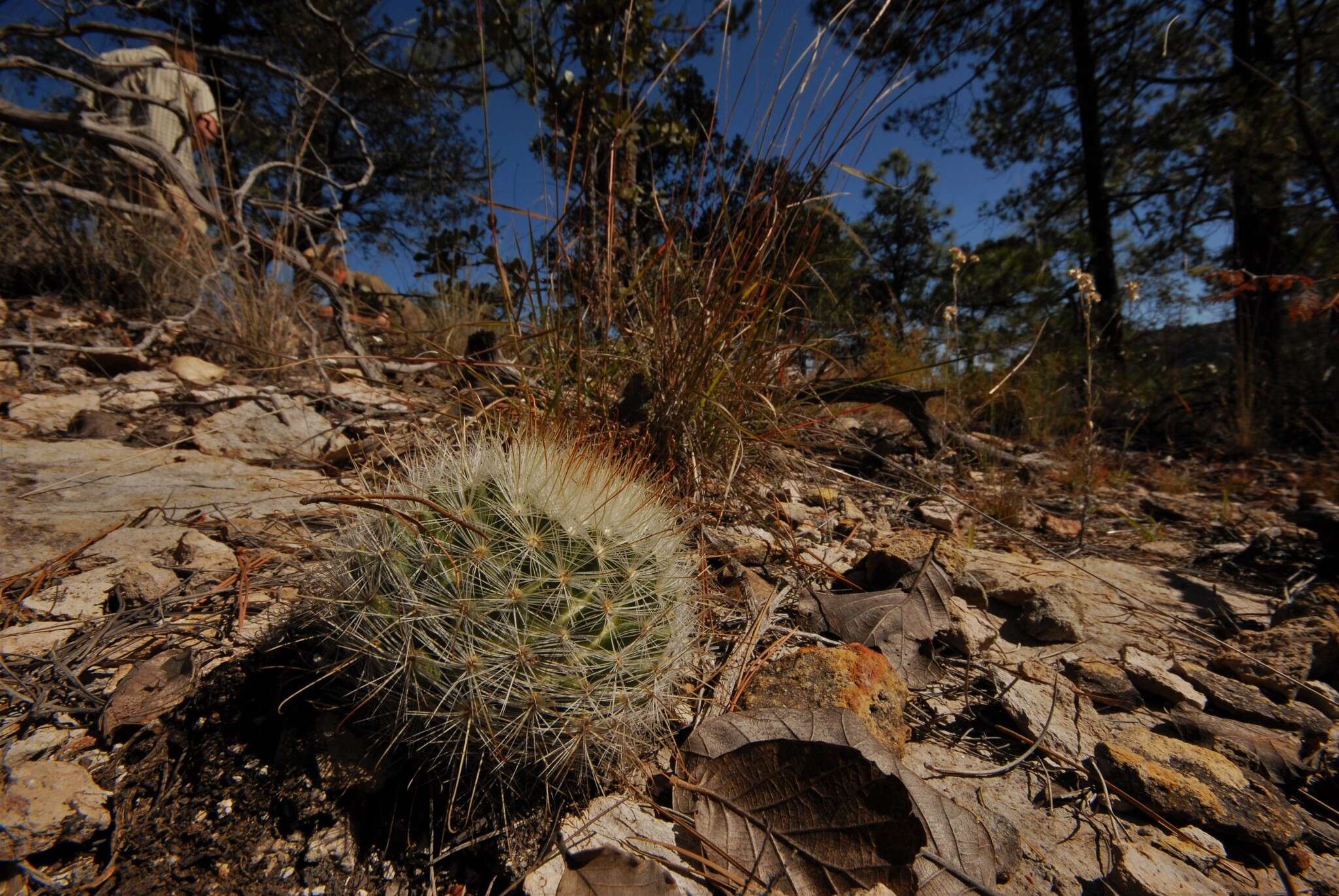 Image of Mammillaria longiflora (Britton & Rose) A. Berger