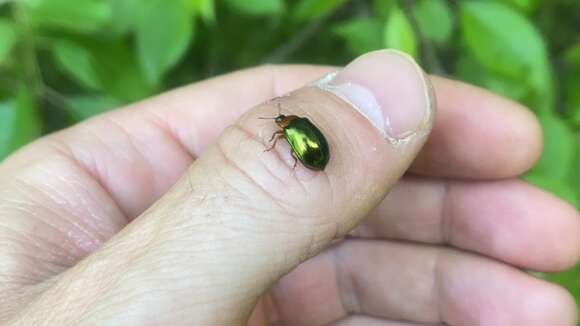 صورة <i>Plagiosterna adamsii</i>