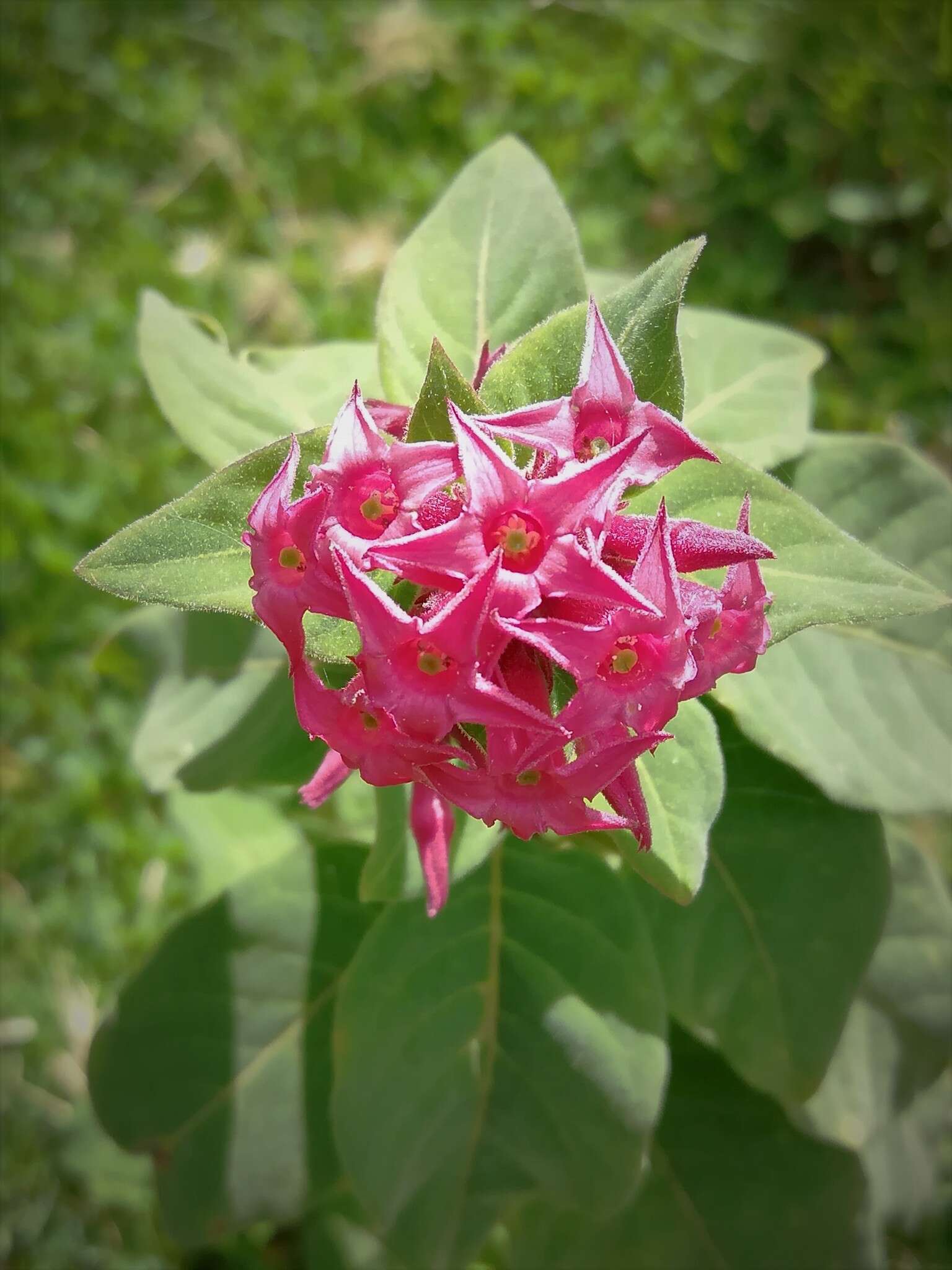 Image of Cestrum roseum Kunth