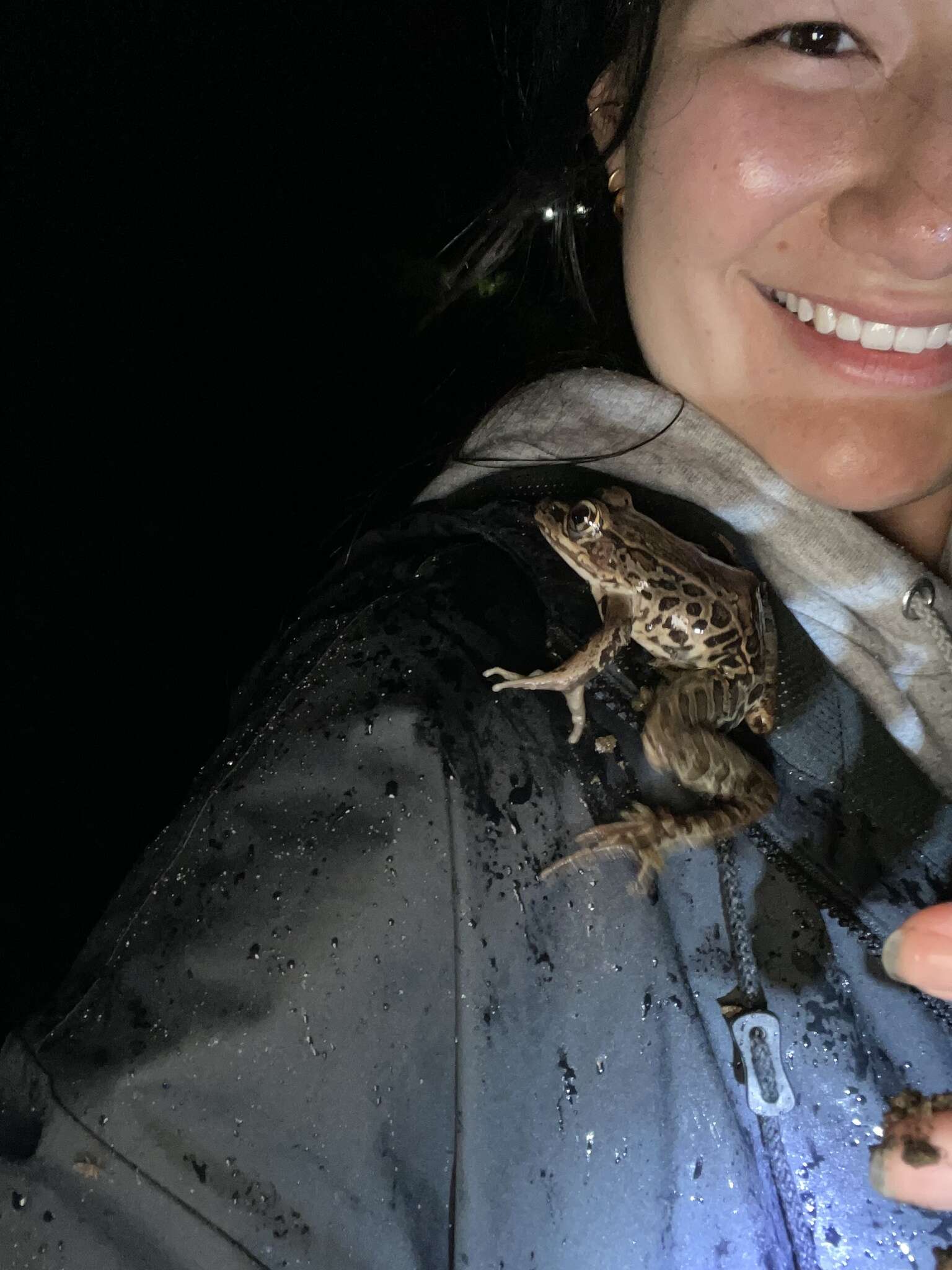 Sivun Lithobates taylori (Smith 1959) kuva