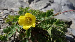 Geum reptans L.的圖片