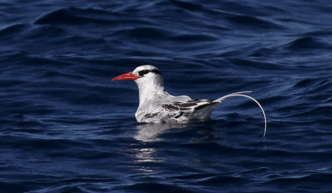 Image of Red-billed Tropicbird