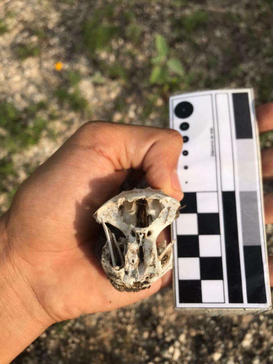 Image of giant pocket gopher