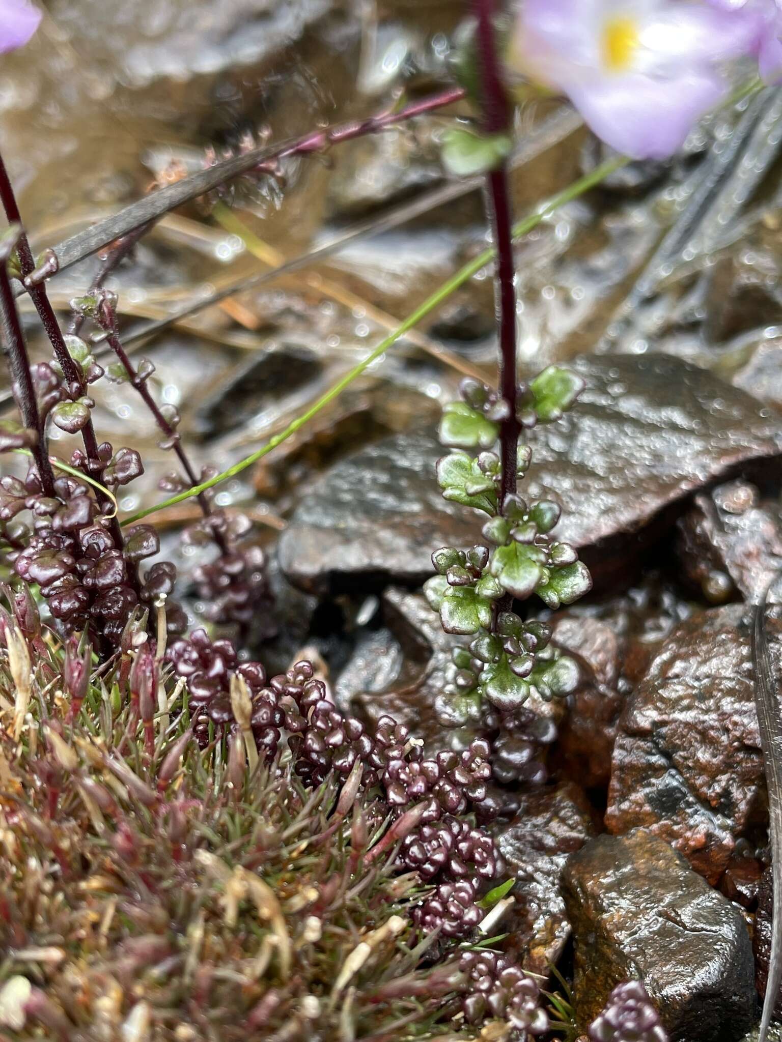 Imagem de Euphrasia amplidens W. R. Barker