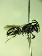 Image of Hylaeus annulatus (Linnaeus 1758)