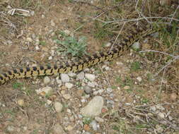 صورة Pituophis catenifer deserticola Stejneger 1893