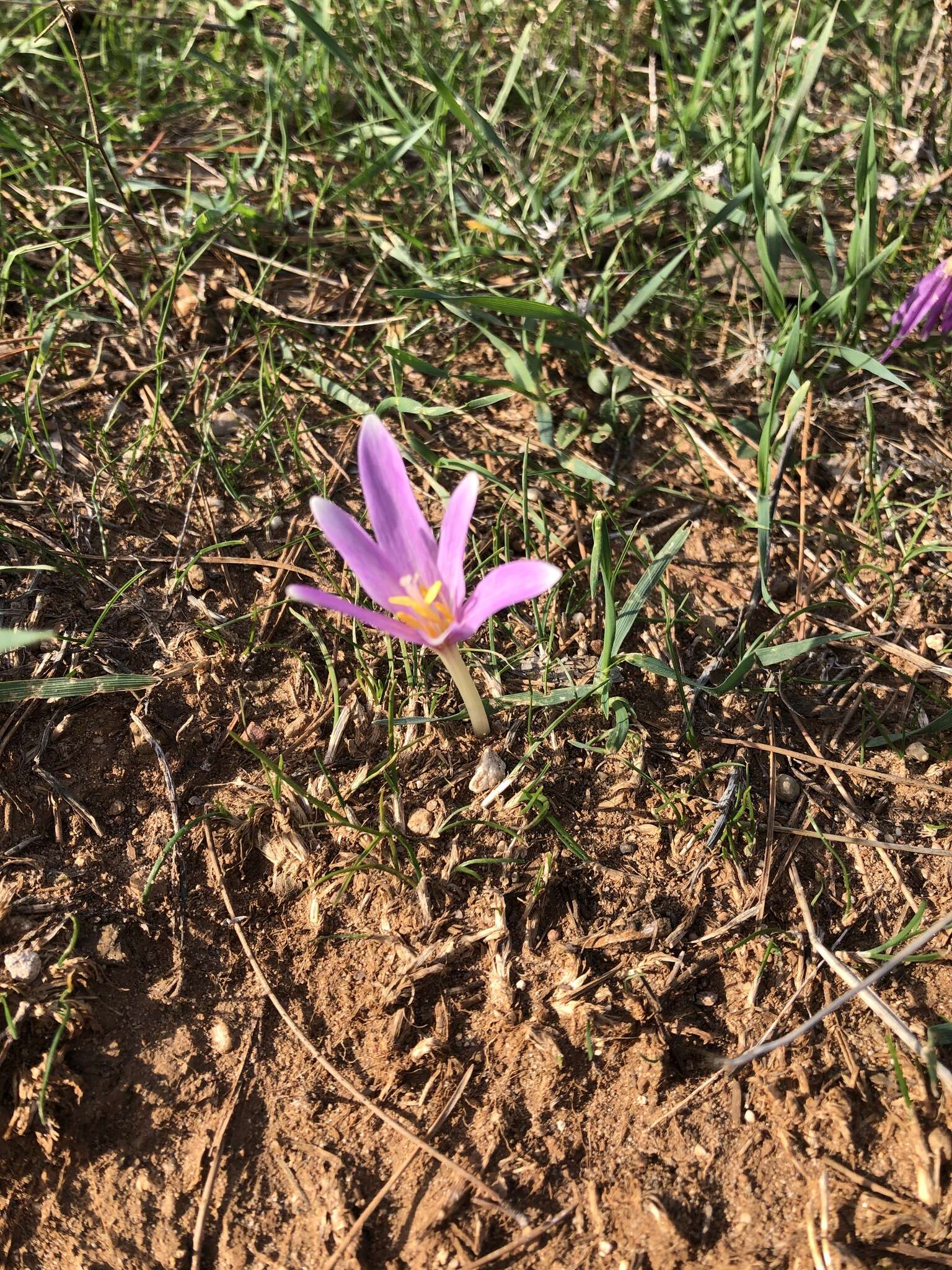 Image of Colchicum longifolium Castagne