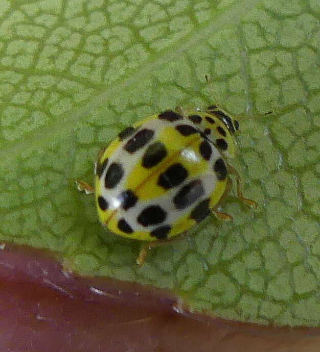 Image of <i>Psyllobora variegata</i>