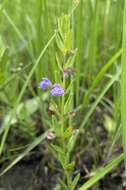 Image of Leonard's skullcap