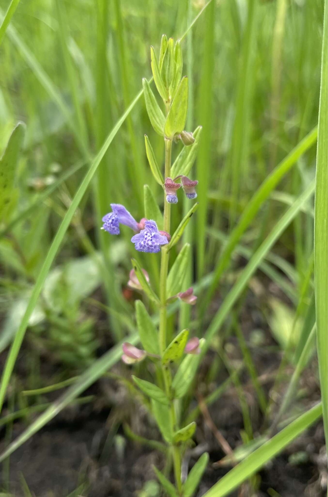 Scutellaria parvula var. missouriensis (Torr.) Goodman & C. A. Lawson resmi