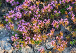 Image of Thymus dubjanskyi Klokov & Des.-Shost.