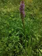 Image of Stately Dactylorhiza