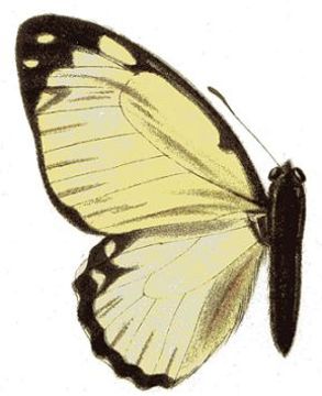 Image of <i>Graphium levassori</i> (Oberthür 1886)