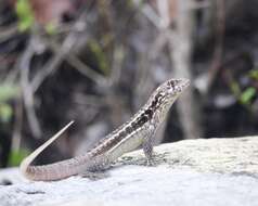 Image of Bastion Cay Curlytail Lizard