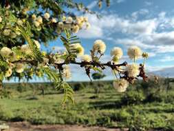 Image of Grey-haired acacia