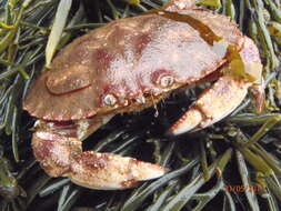 Image of Jonah crab