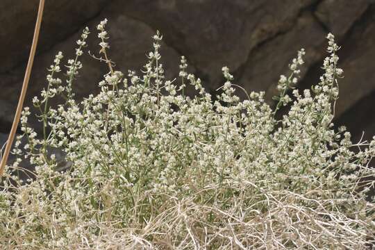 Image of Rixford's rockwort