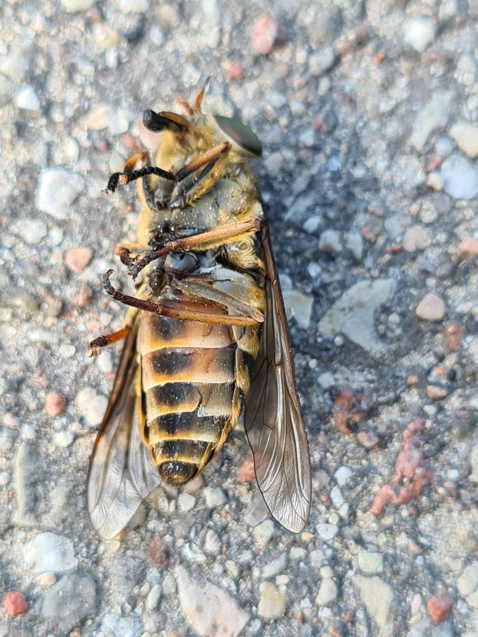 Tabanus bovinus Linnaeus 1758 resmi