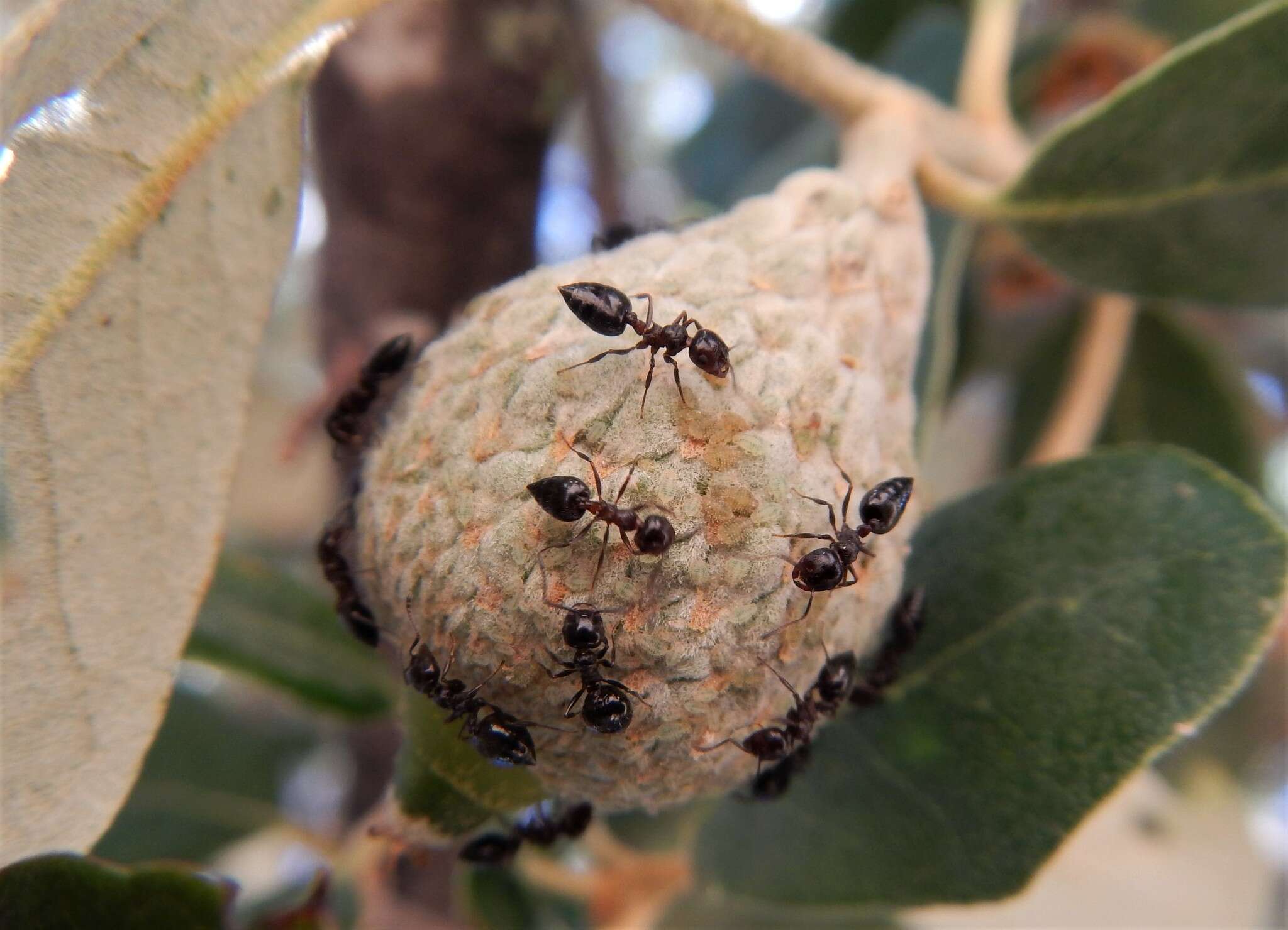 صورة Crematogaster auberti Emery 1869