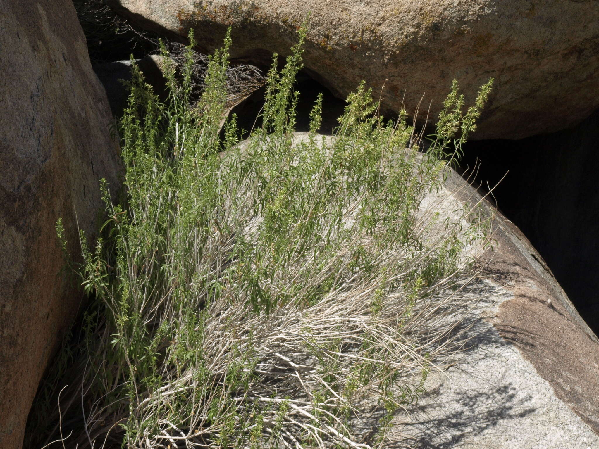 Imagem de Brickellia longifolia var. multiflora (Kellogg) A. Cronq.