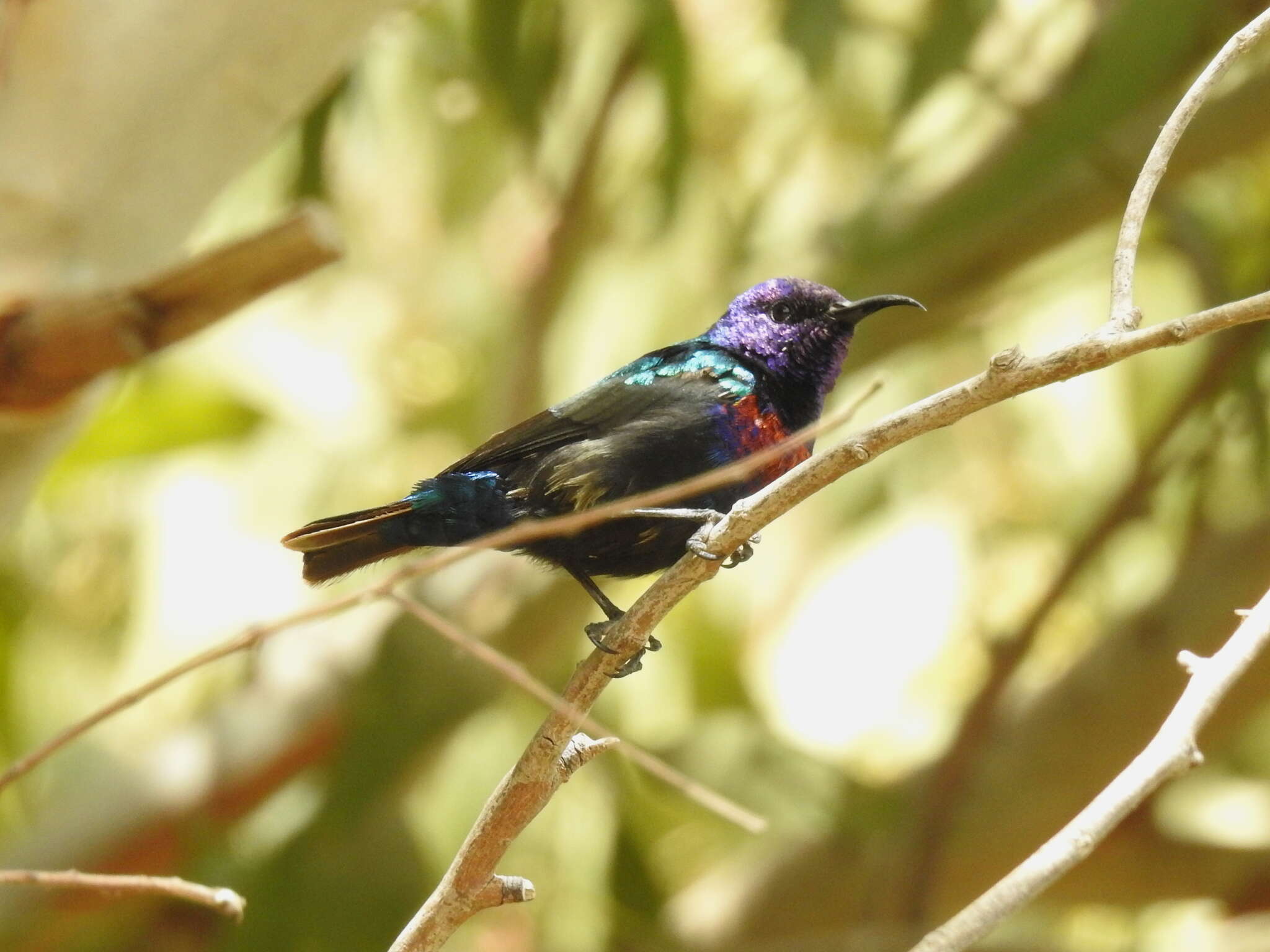 Image of Splendid Sunbird