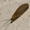 Image of Sisyra terminalis Curtis 1854