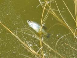 Image of Jeweled splitfin