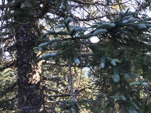 Image of noble fir