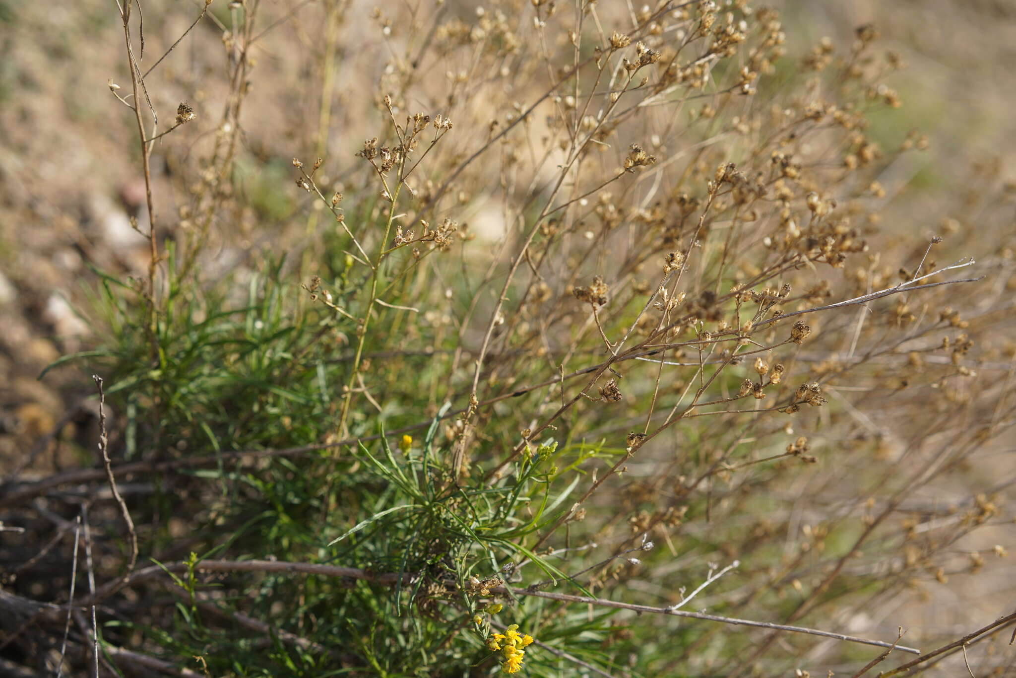 Image of San Joaquin snakeweed