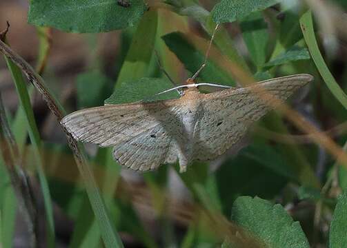 Слика од Scopula oppilata Walker 1861