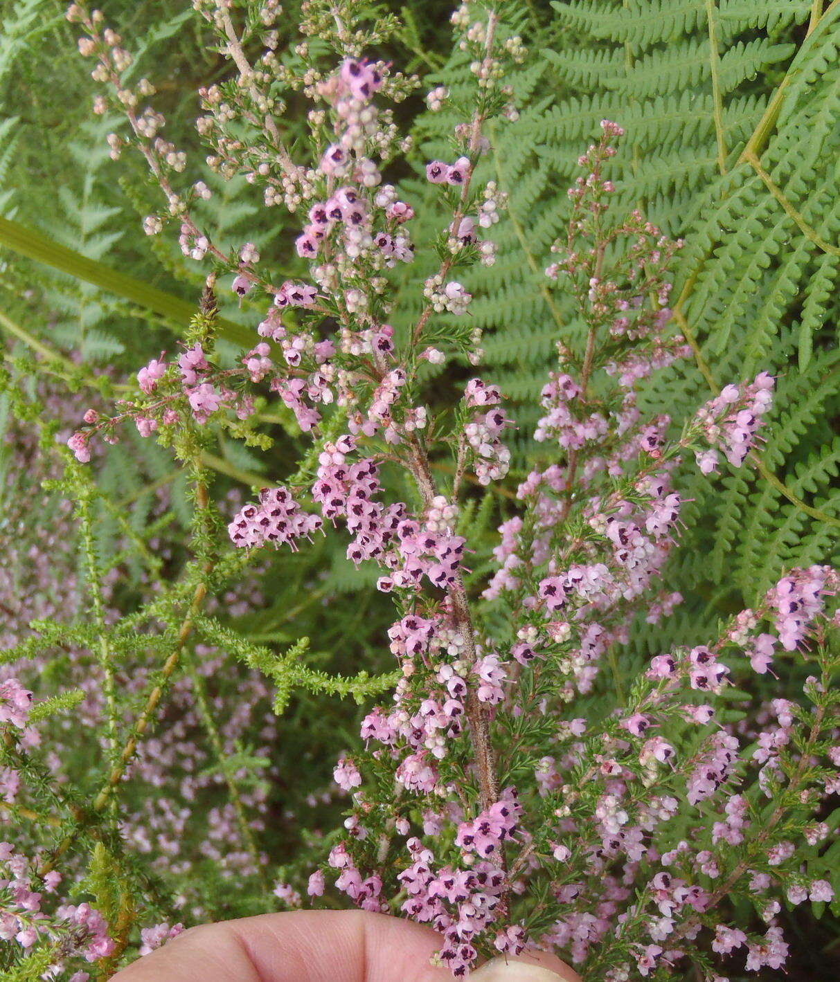 Image of hairy grey heather