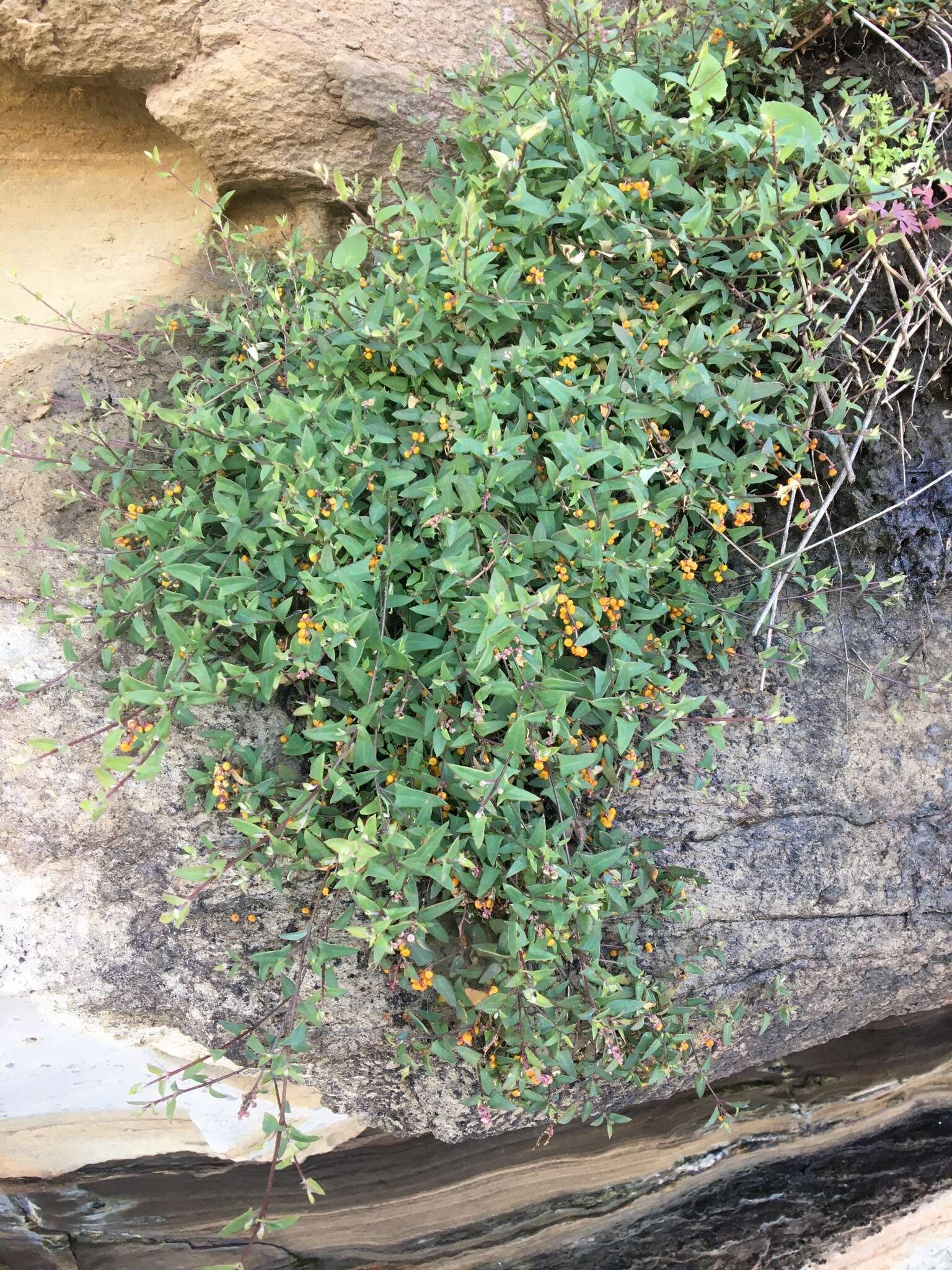 Plancia ëd Chenopodium nutans subsp. nutans