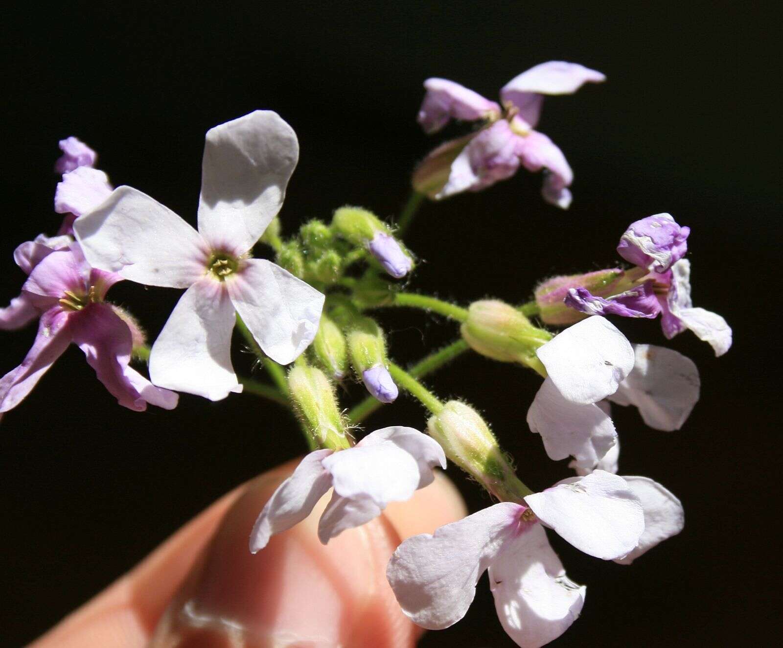 Image of Hesperis sylvestris Crantz